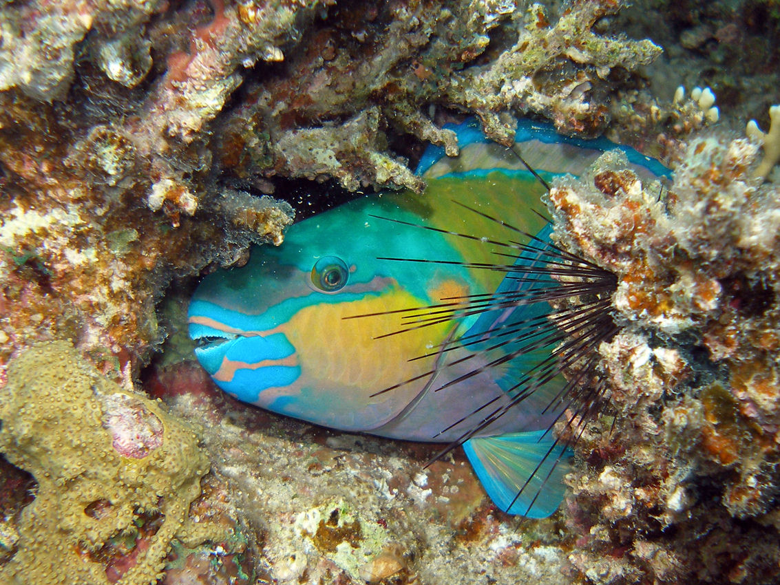 Scarus sordidus (Pesce pappagallo dal muso tondo)